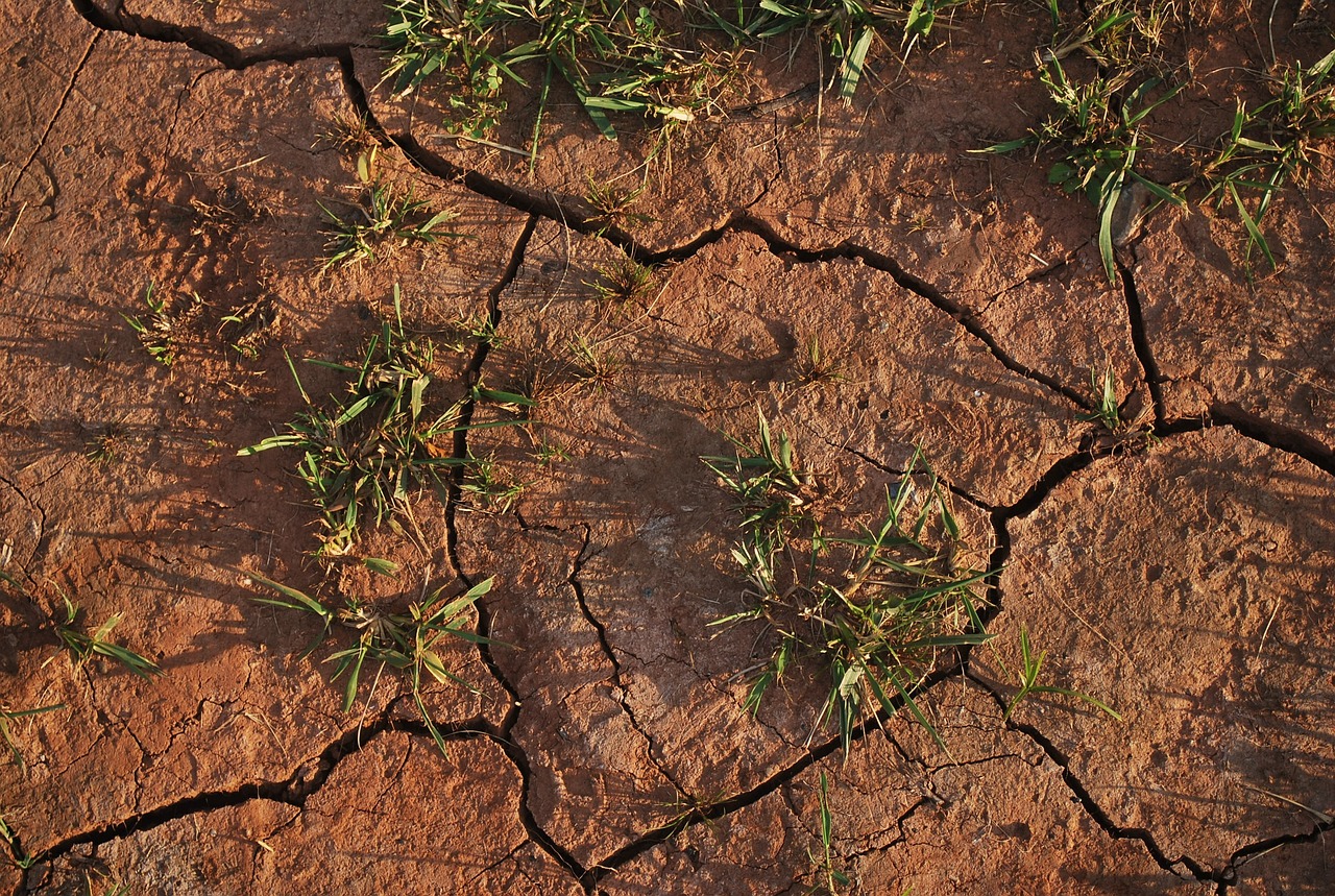 How to Design a Drought-Tolerant Garden